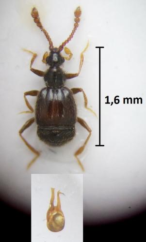 Tychus monilicornis